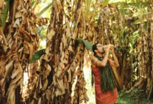 Descubre las fascinantes costumbres y tradiciones de Hawaii descubre-las-fascinantes-costumbres-y-tradiciones-de-hawaii